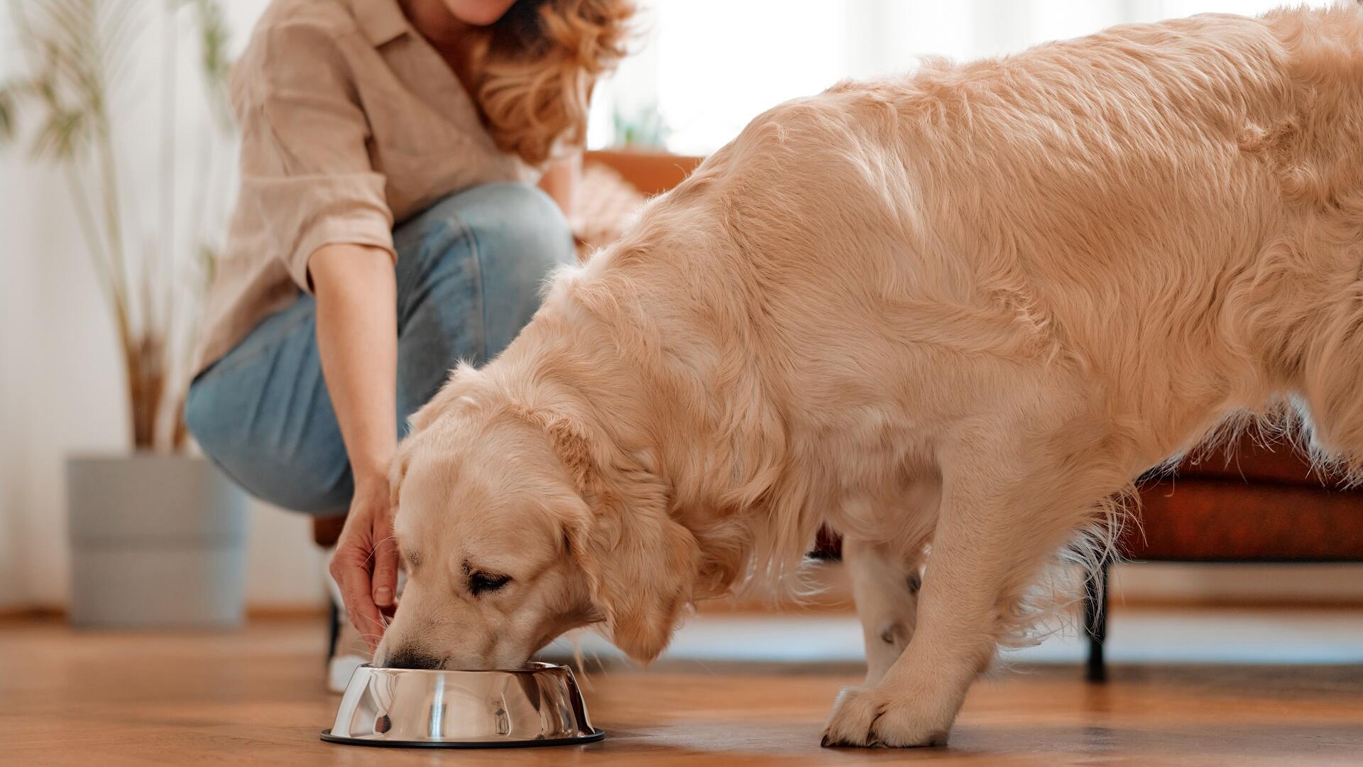 la comida humana acorta la vida de un perro