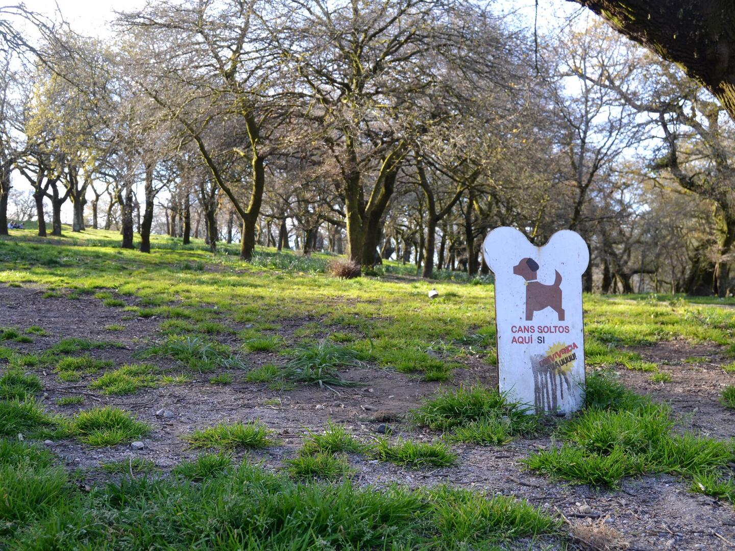 puedo llevar a mi cachorro de 12 semanas al parque para perros