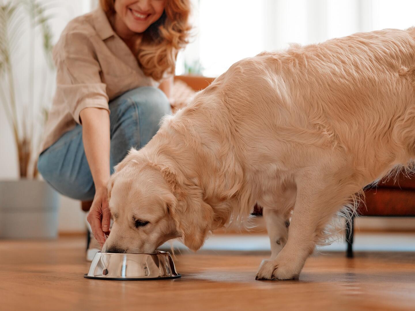 pueden los cerdos oler mejor que los perros