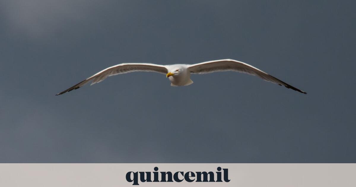 Two new cases of avian influenza infection in yellow-legged gulls, one in Ares (A Coruña)