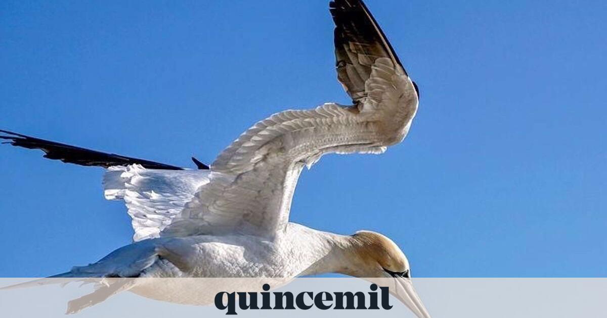 Two new cases of avian influenza detected in seagulls in A Coruña and Ribadeo (Lugo)